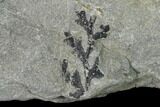 Pennsylvanian Fossil Fern (Mariopteris) Plate - Kentucky #137737-3
